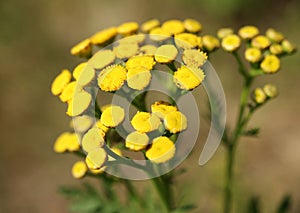 Blossoms of yeallow tansy from close-up. Perennial flower. Herbaceous flower