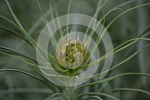 Blossoms of a yellow asphodel plant, Asphodeline lutea