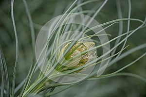 Blossoms of a yellow asphodel plant, Asphodeline lutea