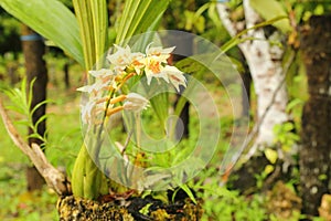 Blossoms of yellow orchid Coelogyne trinervis