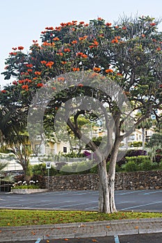 Blosssom tree in Funchal