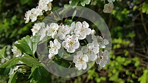 Blossum at a cherrytree