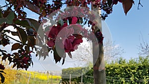 Blossum at a tree