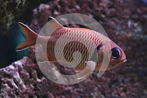 Blotch eye soldierfish