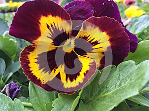 Blotch pansy