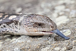 Blotched Blue-tongue Lizard