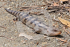 Blotched blue-tongue lizard - Eaglehawk Neck