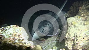 Blotched fantail ray Taeniura meyeni is looking for mollusks, crabs and is eating them in the night in Indian ocean