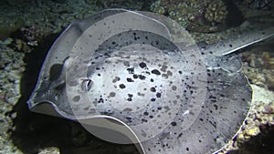 Blotched fantail ray Taeniura meyeni is looking for mollusks, crabs and is eating them in the night in Indian ocean