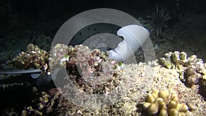 Blotched fantail ray Taeniura meyeni is looking for mollusks, crabs and is eating them in the night in Indian ocean