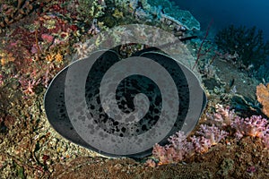 Blotched fantail ray, Taeniura meyeni in tropical deep blue water of Andaman sea