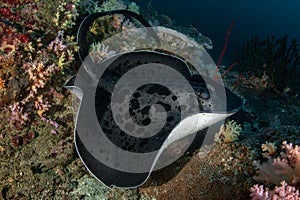 Blotched fantail ray, Taeniura meyeni in tropical deep blue water of Andaman sea