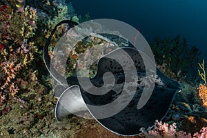 Blotched fantail ray, Taeniura meyeni in tropical deep blue water of Andaman sea