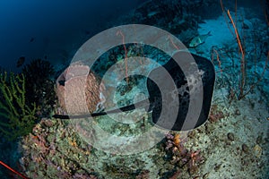 Blotched fantail ray, Taeniura meyeni in tropical deep blue water of Andaman sea swimming close to huge Barrel sponge coral.