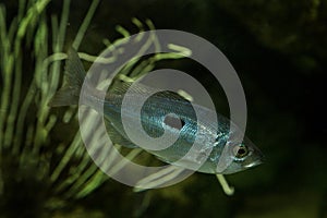 The Blotched picarel Spicara maena.