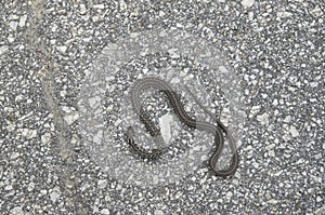 Blotched snake on asphalt toasting