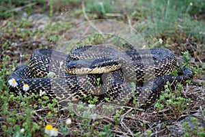 Blotched Snake (Elaphe sauromates)