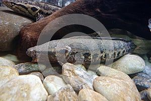 Blotched snakehead fish, Forest snakehead fish or Channa lucius in the aquarium.