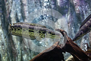 Blotched snakehead, Forest snakehead at Thailand river