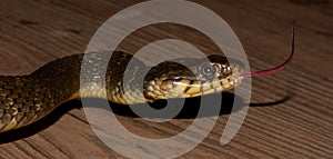 Blotched watersnake