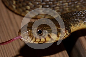 Blotched watersnake