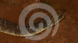 Blotched watersnake