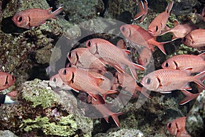 Blotcheye soldierfish