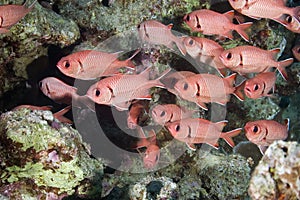 Blotcheye soldierfish