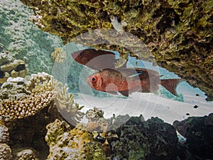 Blotcheye soldierfish, Myripristis berndti, at a Red Sea coral reef near Hurghada, Egypt. Species of hard coral