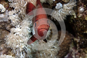 Blotcheye soldierfish (myripristis murdjan)