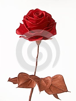 Blotting-paper rose