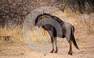 Blou wildebeest in the African bush