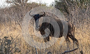 A blou wildebeest isolated in the wild
