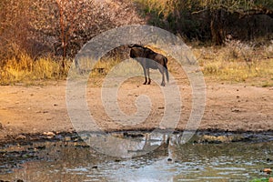 Blou wildebeest at a waterhole