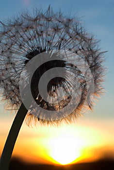 Blow-ball of dandelion