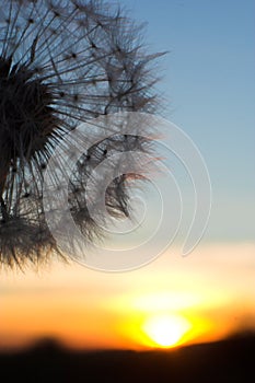 Blow-ball of dandelion at sunset