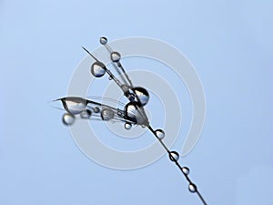 Blow-ball seed on blue