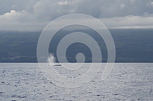 The blow from a Bryde's whale