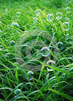 Blow bubbles in green grass