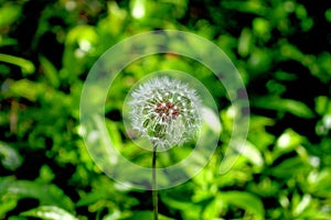 Blow on a Dandelion and Make a Wish