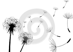 Blow Dandelion. Vector