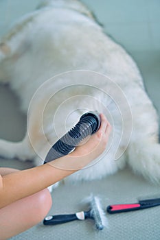 blow drying,grooming a happy Siberian husky,removing loose fur for a fluffy coat dog care,keeping coat beautiful,pet spa time,