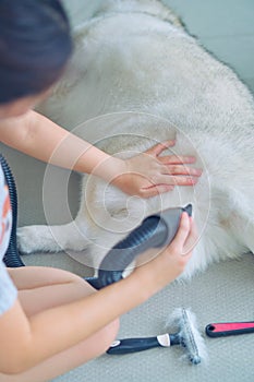 blow drying,grooming a happy Siberian husky,removing loose fur for a fluffy coat dog care,keeping coat beautiful,pet spa time,