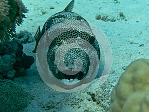 a blow fish in the sand