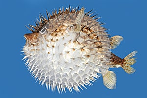 Blow fish side img