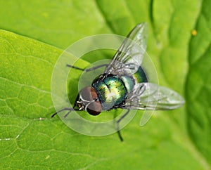 Blow-fly