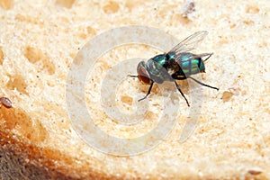 Blow fly