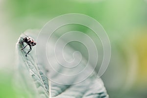 Blow fly, Carrion fly, Bluebottles or cluster fly.