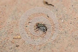 Blow fly, carrion fly, bluebottles, greenbottles, or cluster fly