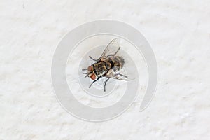 Blow fly, carrion fly on wall photo